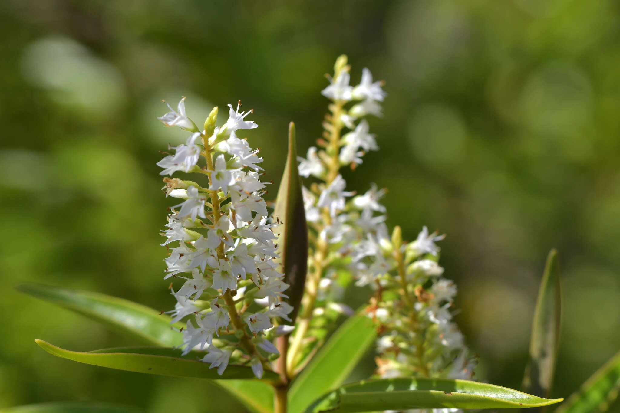 Image of Veronica ligustrifolia A. Cunn.