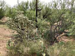 Image of Thornber's buckhorn cholla