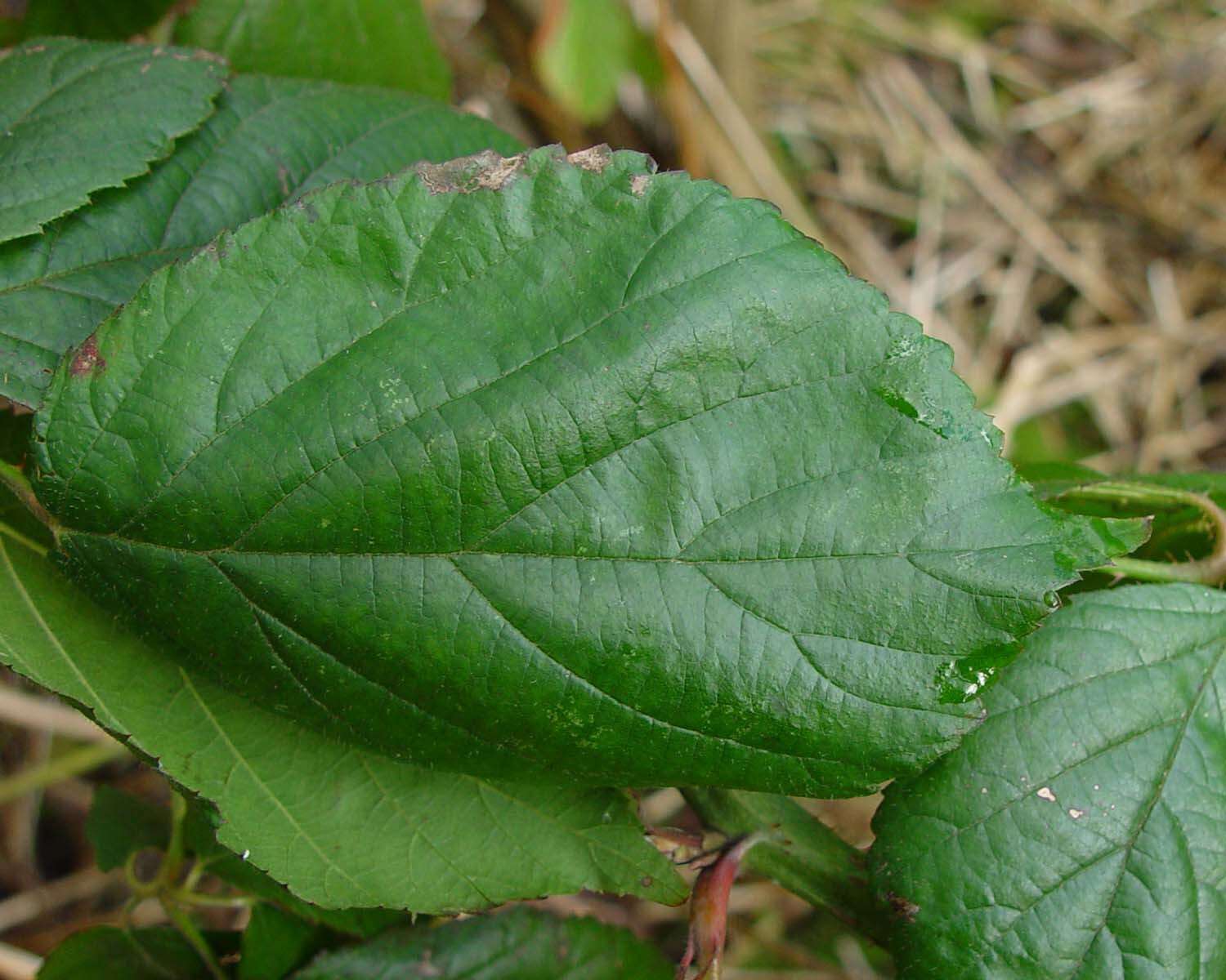 Image of Rubus sciocharis (Sudre) W. C. R. Watson