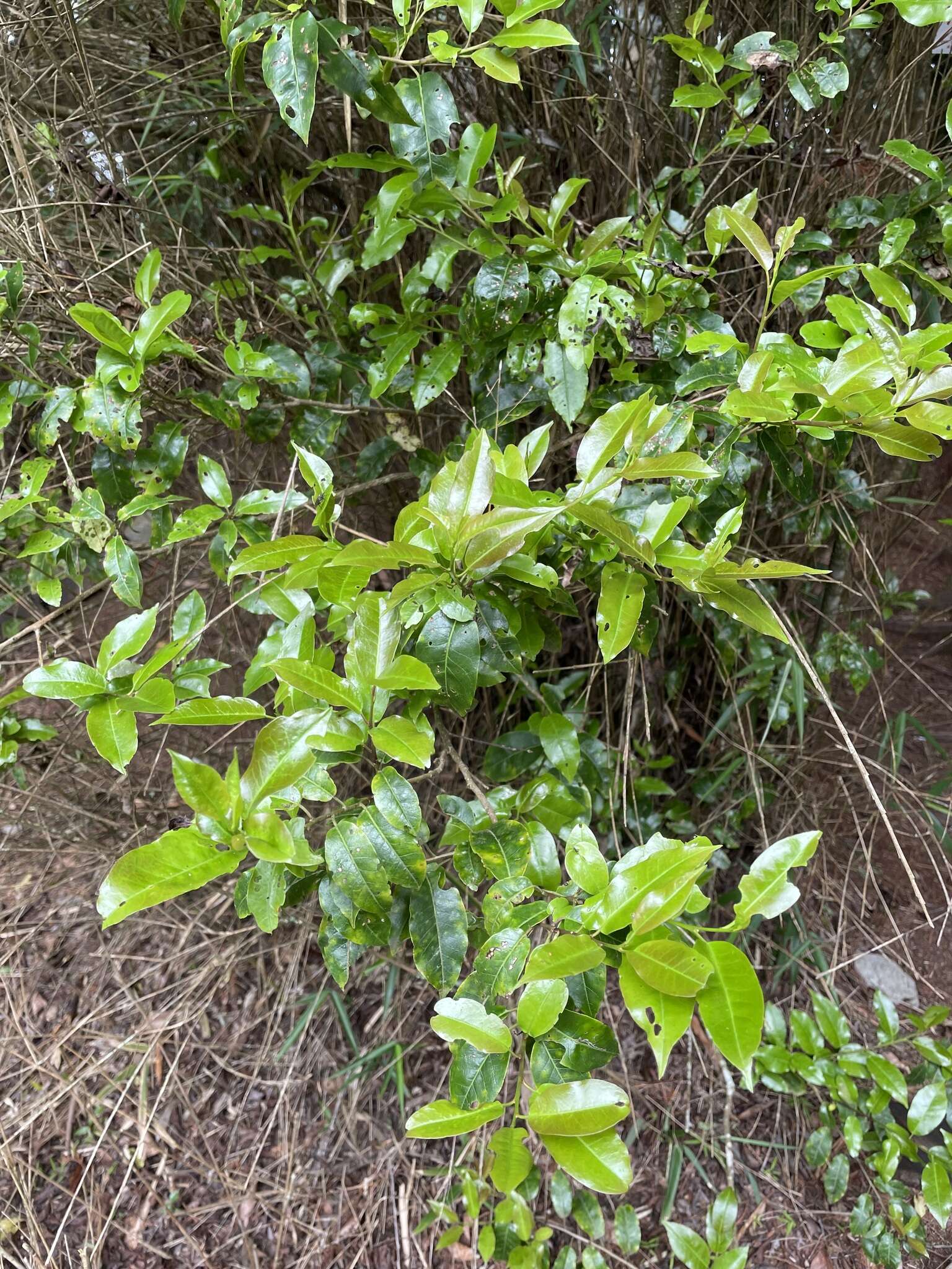 Image of Ilex pedunculosa Miq.