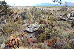 Image of candelabra aloe