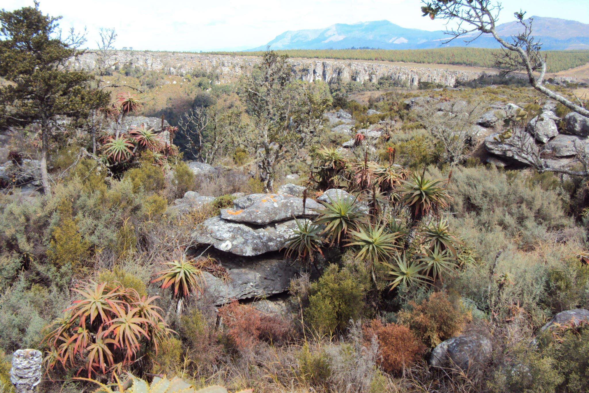 Image of candelabra aloe