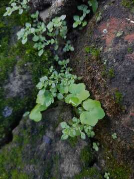 Image of Hydrocotyle acutiloba (F. Müll.) Wakef.