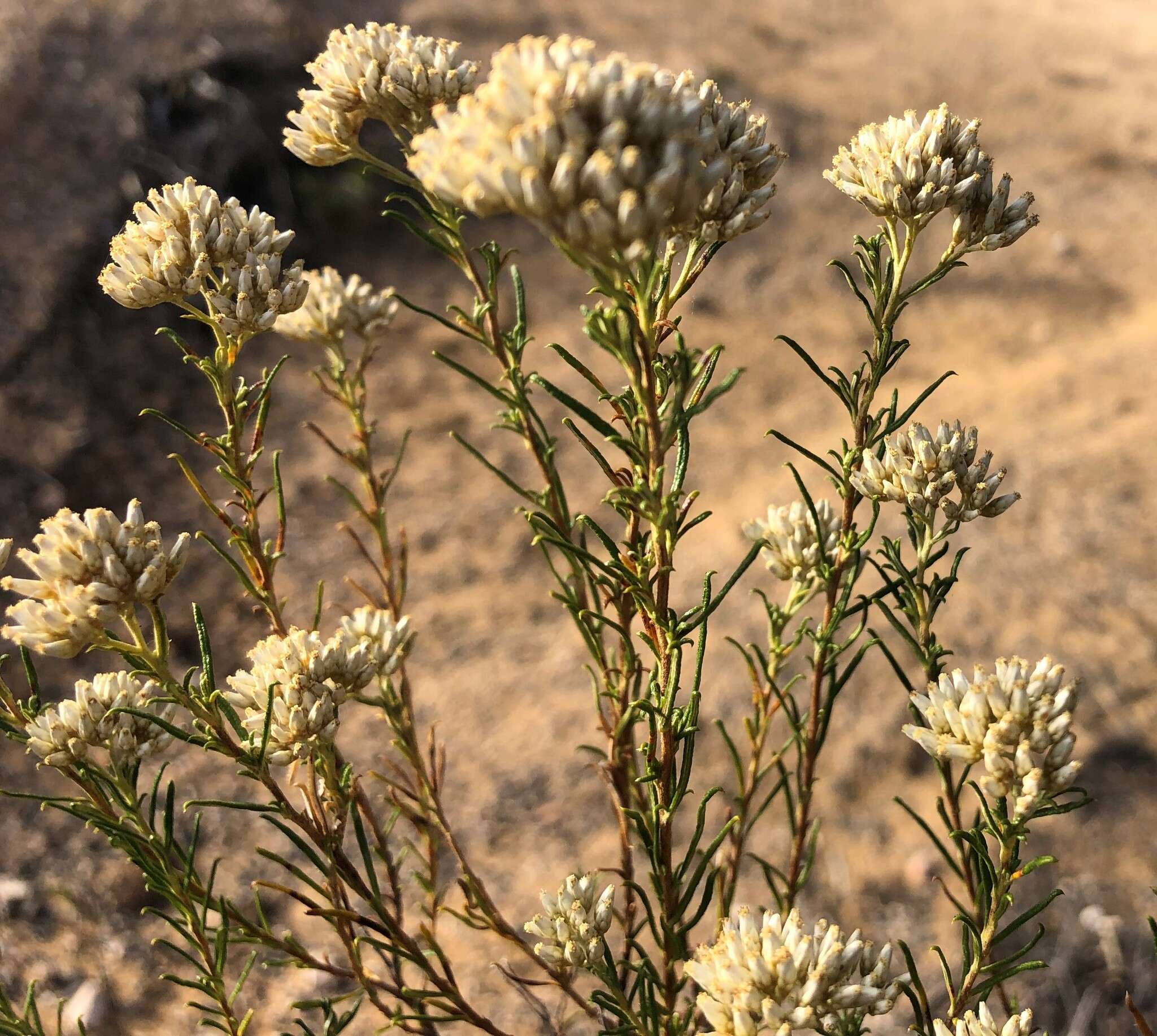 Plancia ëd <i>Cassinia complanata</i>