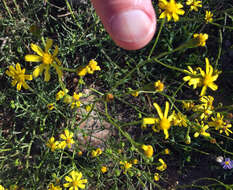 Image of Senecio burchellii DC.