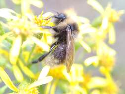 Image of Bombus barbutellus (Kirby 1802)