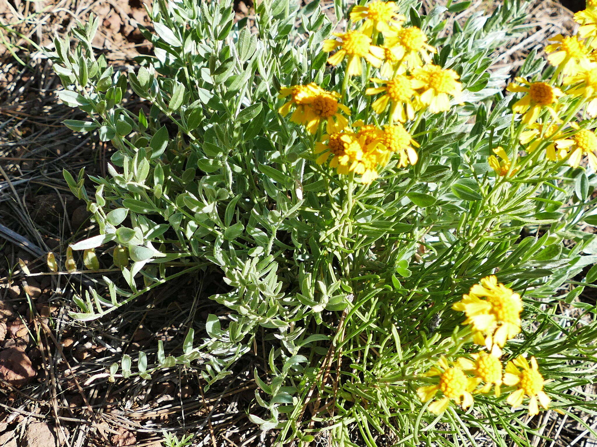 Image of Colorado rubberweed