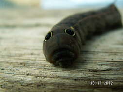 Image of Vine Hawk-Moth