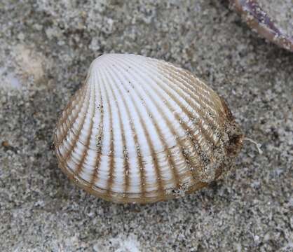 Image of Purpurocardia purpurata (Deshayes 1854)