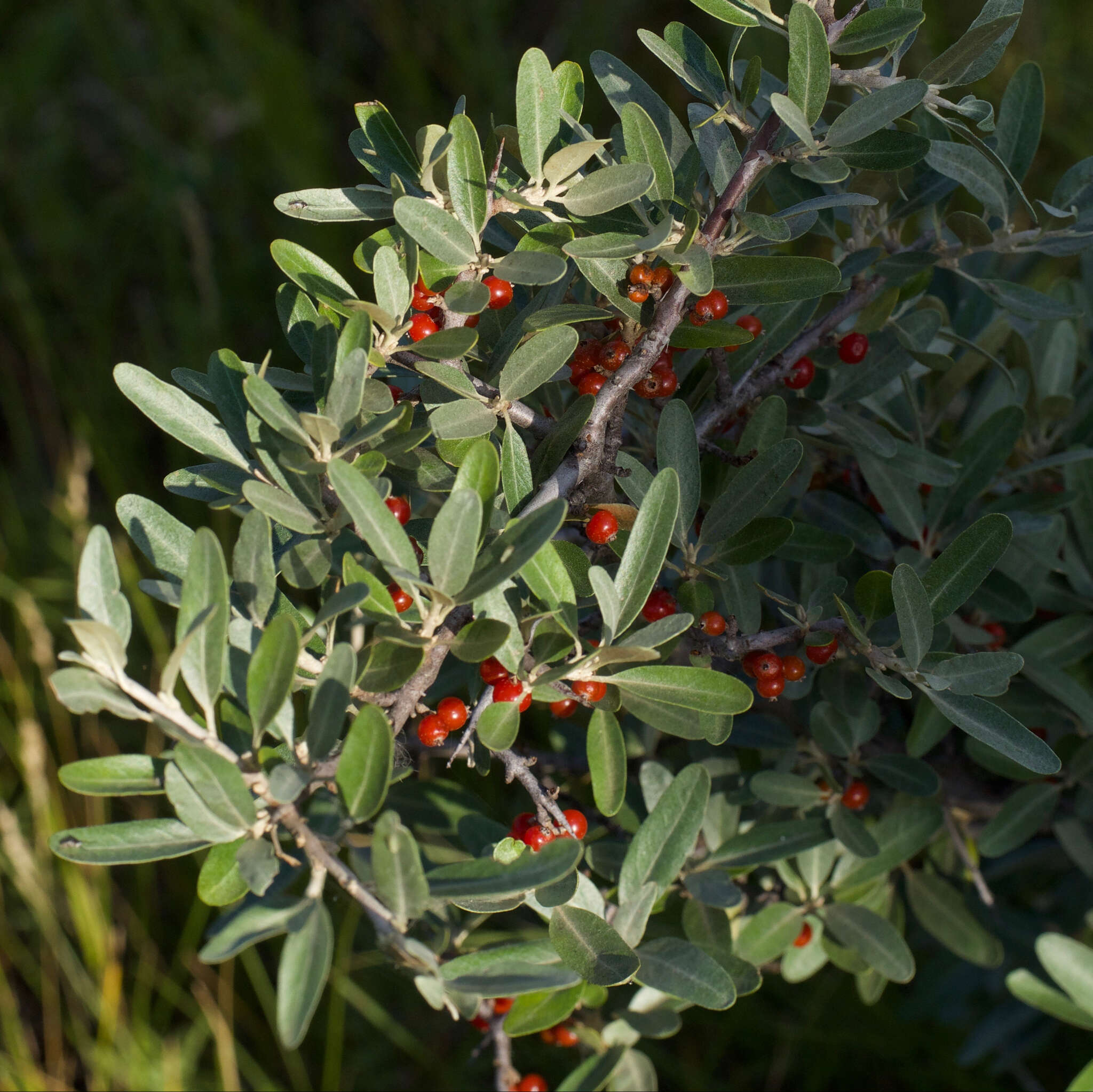 Image of silver buffaloberry