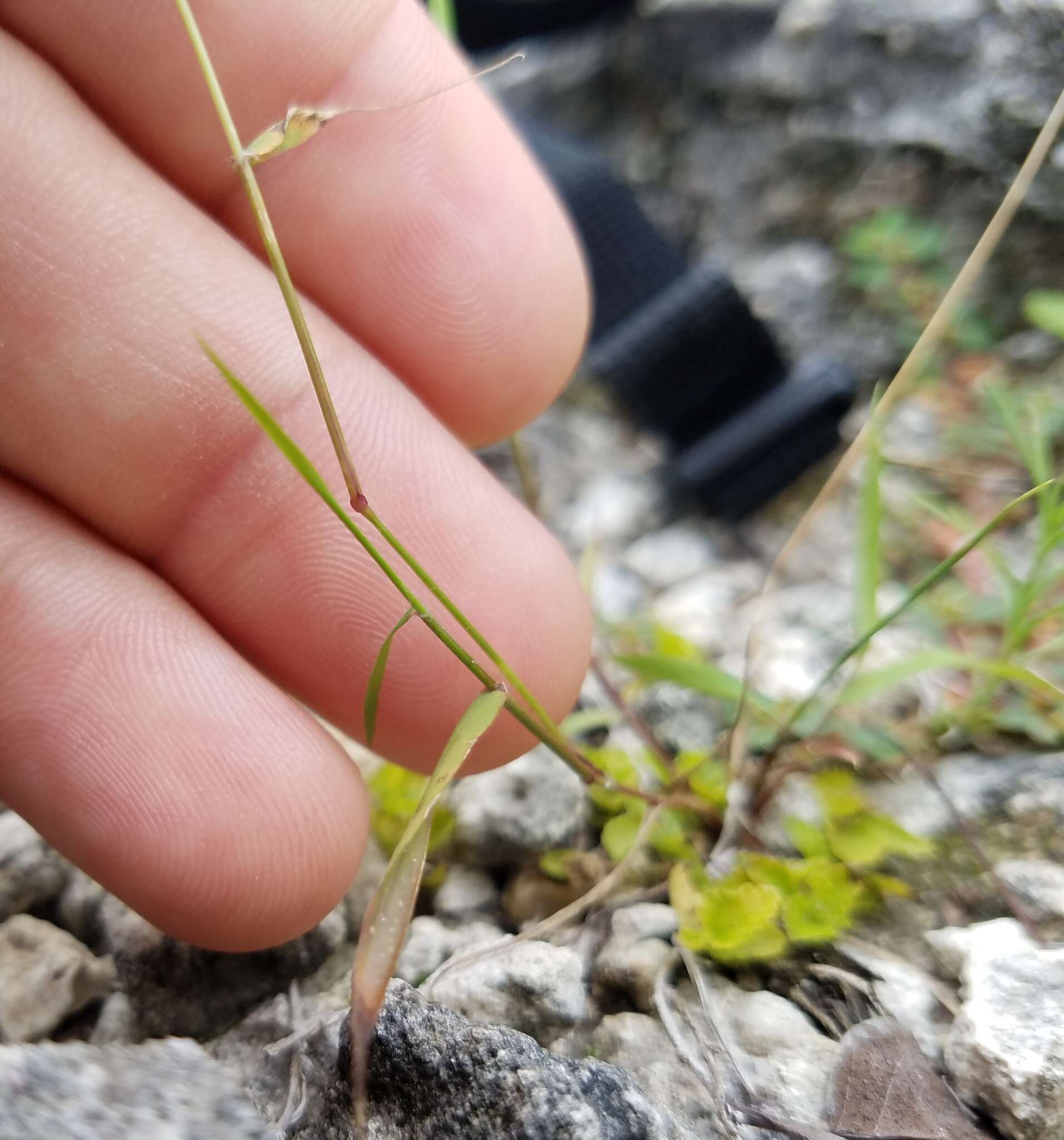 Plancia ëd Sacciolepis indica (L.) Chase