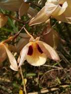 صورة Dendrobium pulchellum Roxb. ex Lindl.