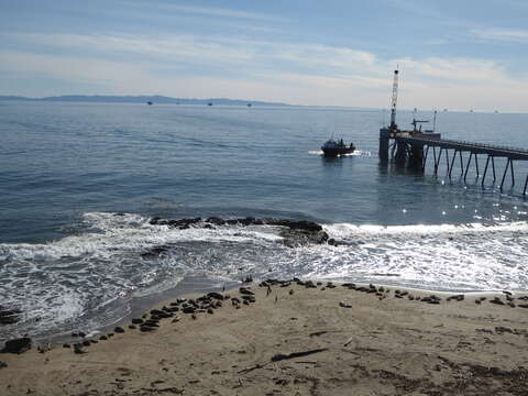 Image of Pacific harbor seal