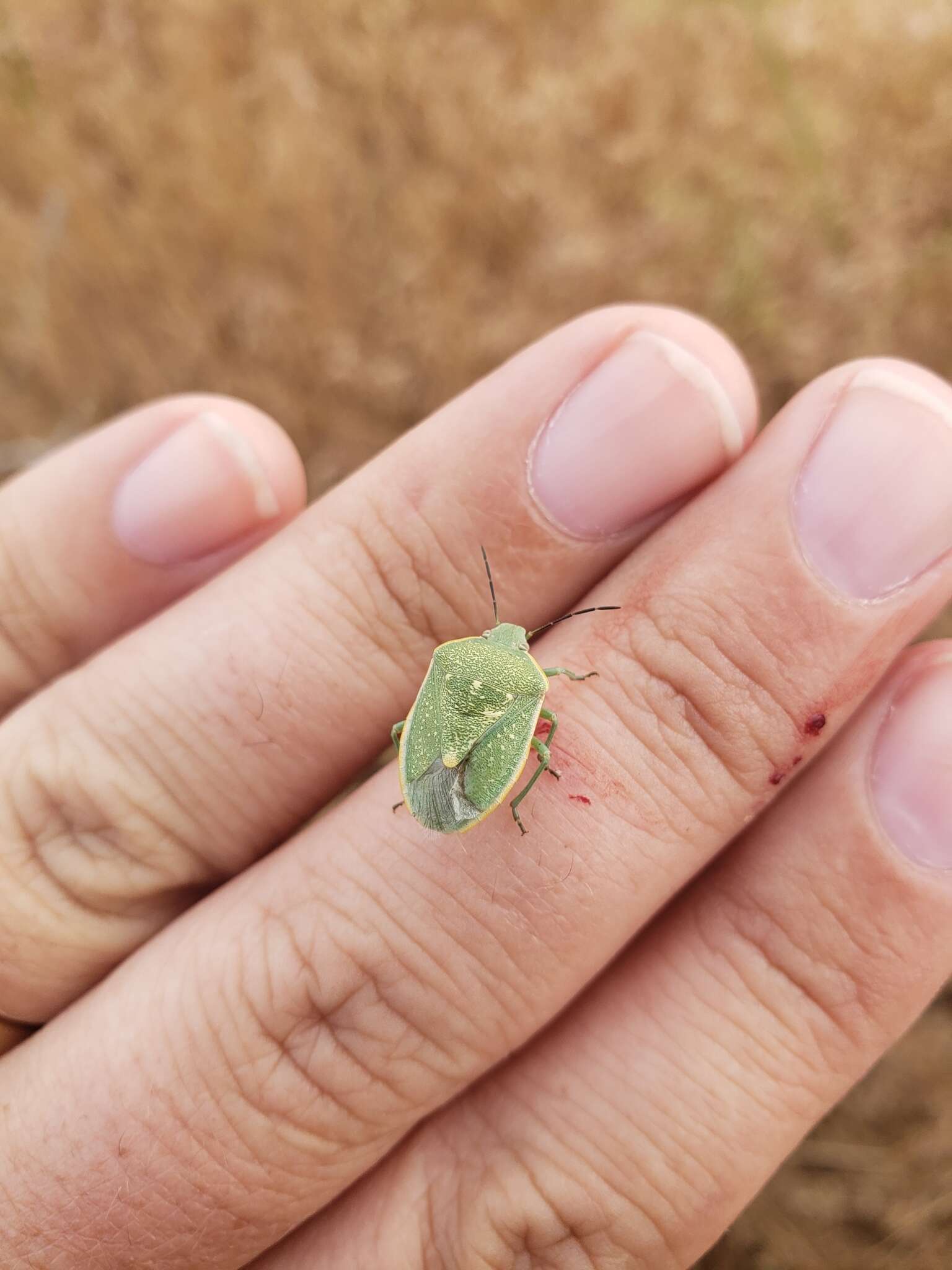 Image of Uhler's Stink Bug