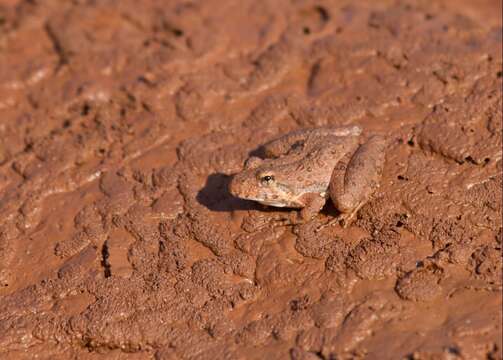 Image of slant-faced grasshopper