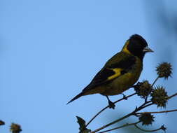 Image of Black-headed Siskin