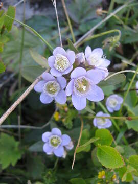 Image of Gentianella ramosa (Hegetschw.) J. Holub