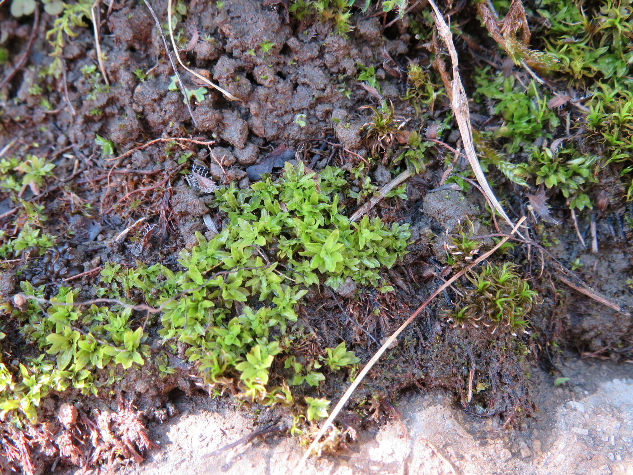 Image of spiral extinguisher-moss