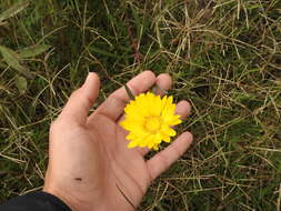 Image of Grindelia scorzonerifolia Hook. & Arn.