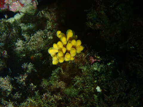 Image of Mediterranean mermaid's glove