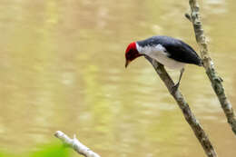 Image of Red-capped Cardinal