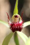 Image of Carousel spider orchid