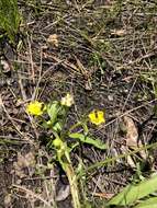 Ranunculus alismifolius Geyer ex Benth. resmi