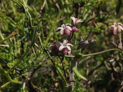 Image of Diplolepis geminiflora (Decne.) Liede & Rapini