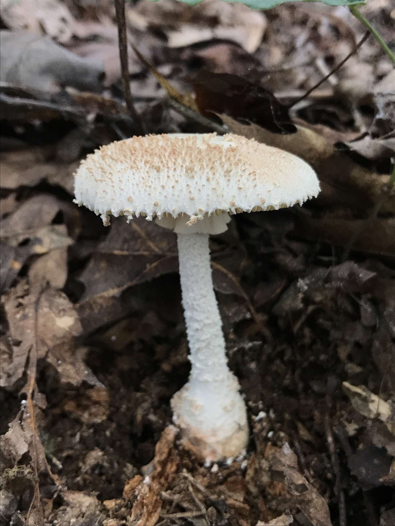 Plancia ëd Amanita daucipes (Sacc.) Lloyd 1898