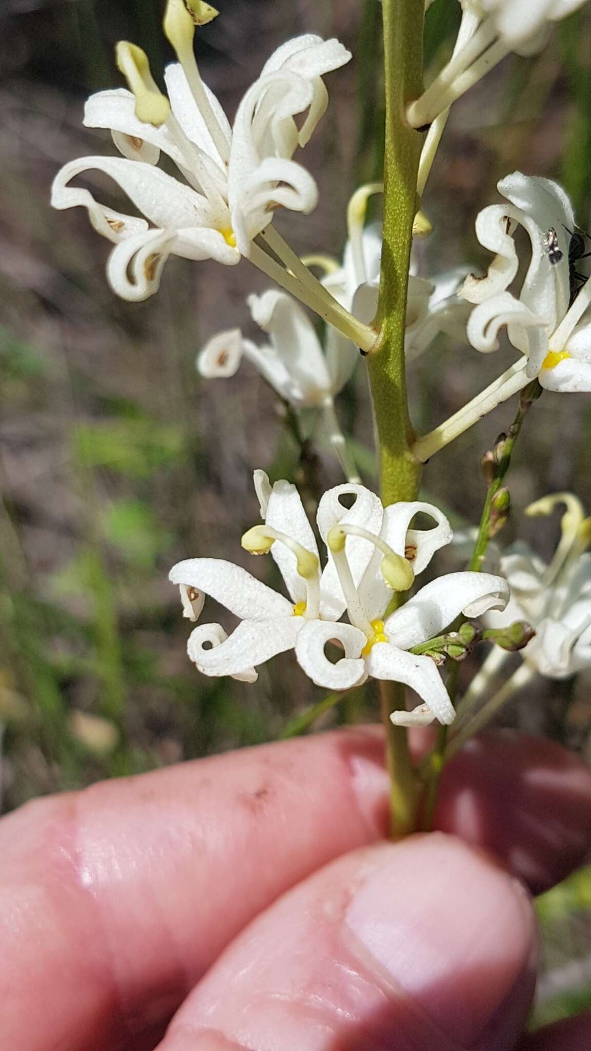 Image of Lomatia ilicifolia R. Br.