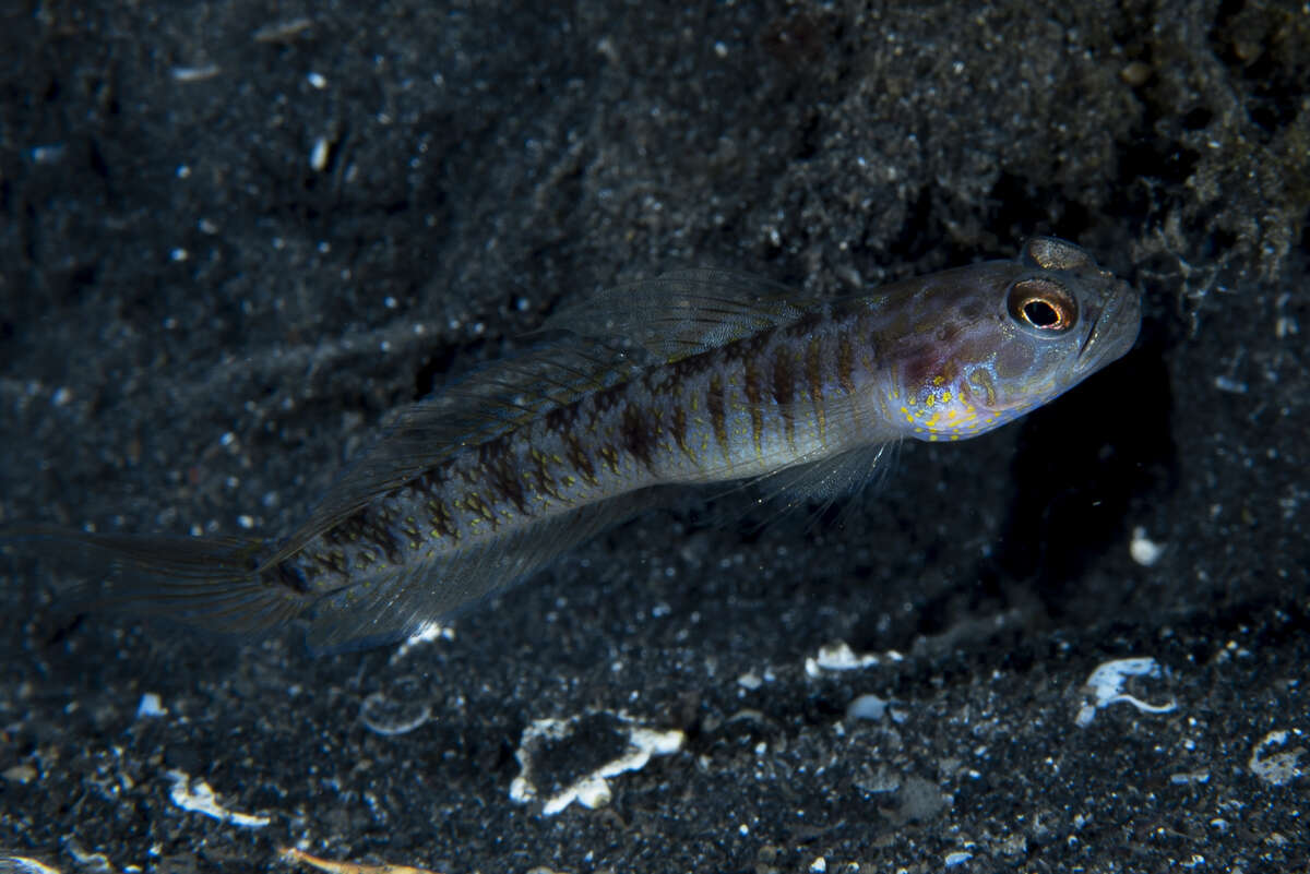 Image of Gold-marked shrimpgoby