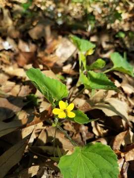 Image of downy yellow violet