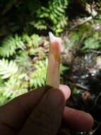 Image of bog yelloweyed grass