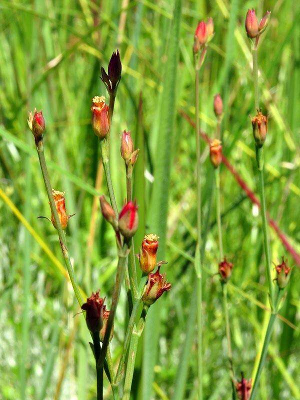 صورة Hypericum lalandii Choisy