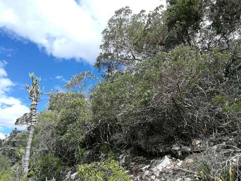 Image of Ozoroa mucronata (Bernh. ex Krauss) R. & A. Fernandes