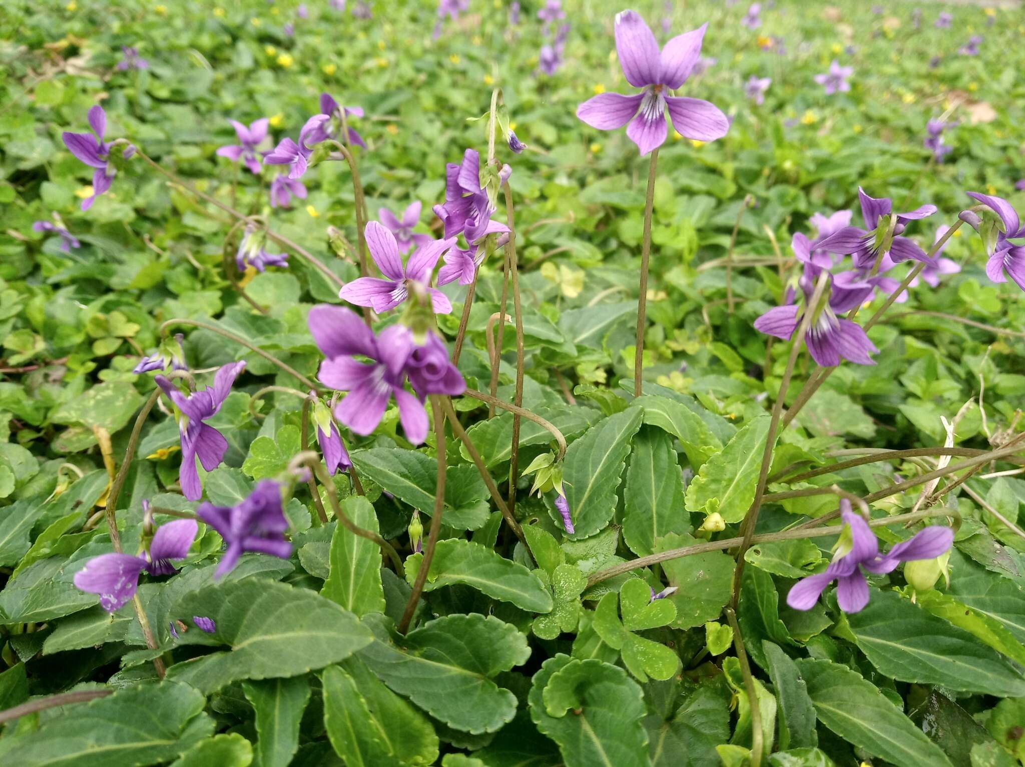 Image of Viola prionantha subsp. confusa (Champion ex Benth.) Y. S. Chen