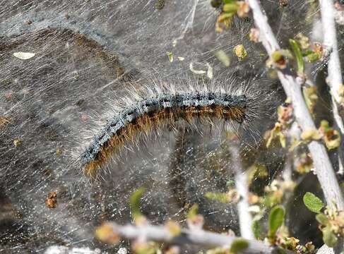 Image of Malacosoma californica Packard 1864