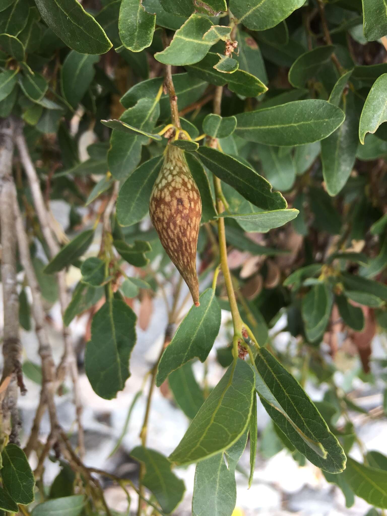 Image of Huckleberry Oak