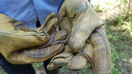 Plancia ëd Lygophis lineatus (Linnaeus 1758)