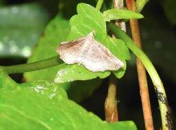 صورة Nagadeba indecoralis Walker 1865