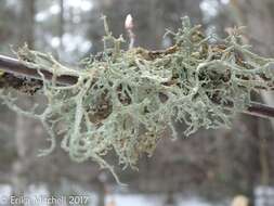 Image of Reindeer lichen