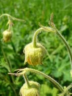 Image of Geum intermedium Ehrh.