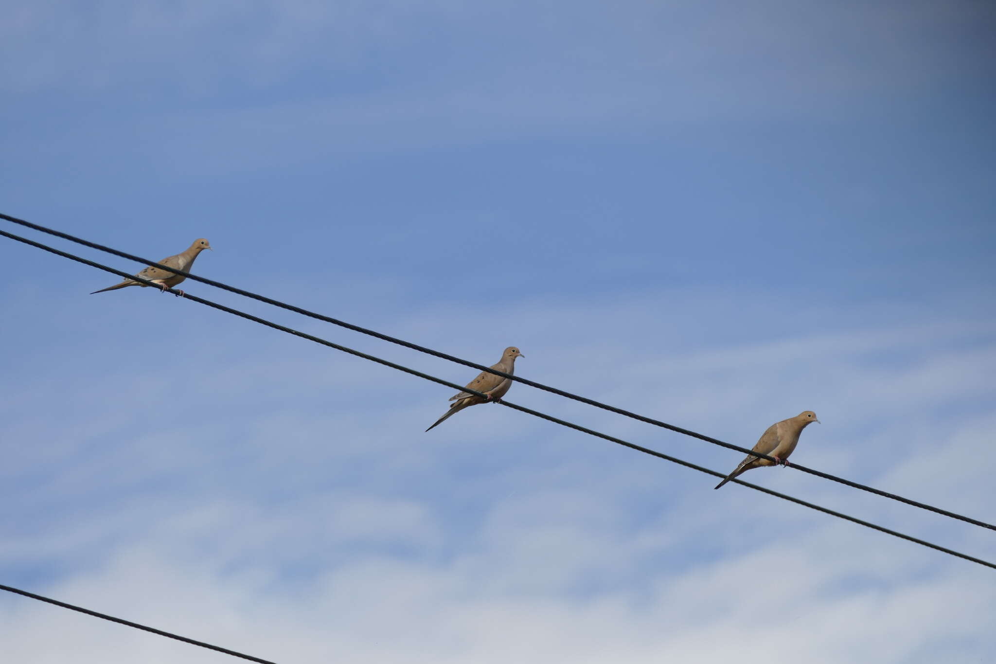 Image of American Mourning Dove