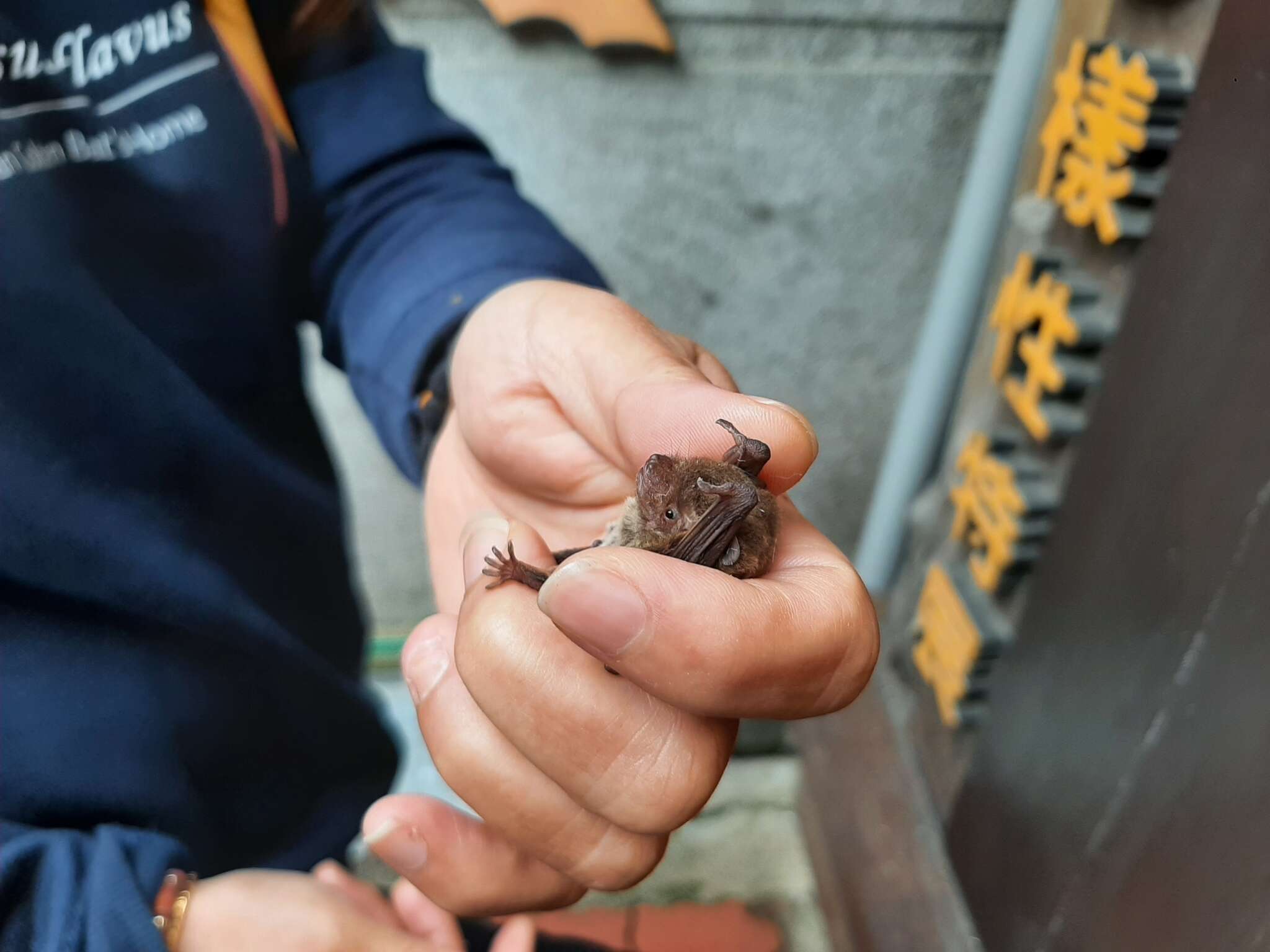 Sivun Pipistrellus abramus (Temminck 1838) kuva