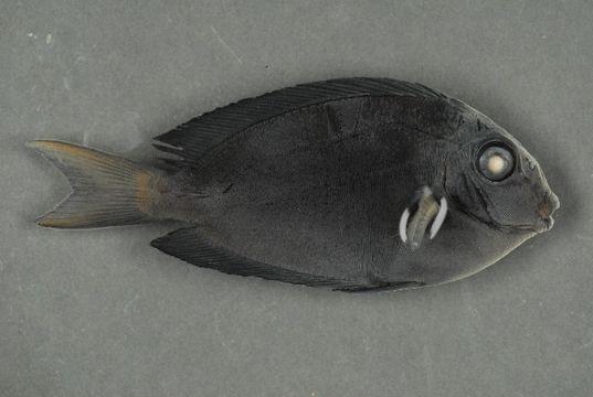 Image of Blackspot Surgeonfish