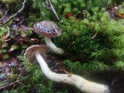 Image of Cortinarius phaeomyxa (E. Horak) Peintner, E. Horak, M. M. Moser & Vilgalys 2002