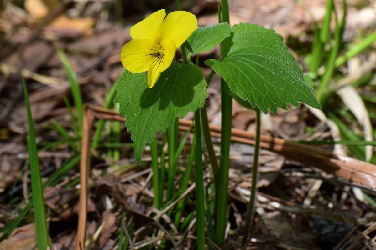 Image of Viola uniflora L.