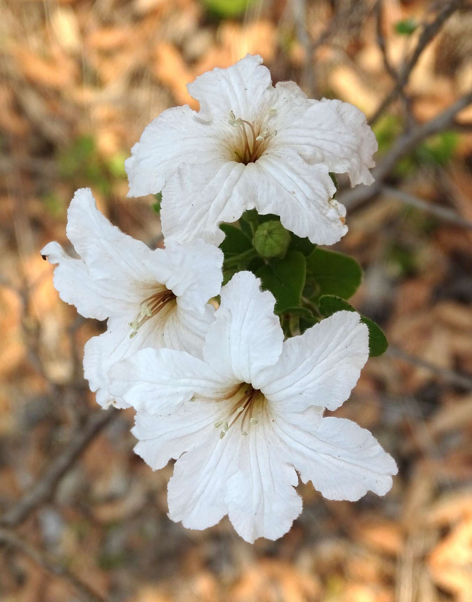 Plancia ëd Cordia seleriana Fern.