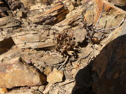 Image of Haworthia mirabilis var. triebneriana (Poelln.) M. B. Bayer