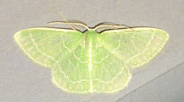 Image of Wavy-lined Emerald